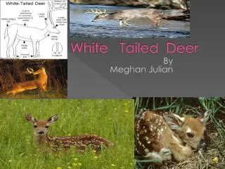 White Tailed Deer