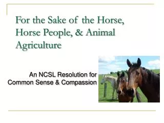 For the Sake of the Horse, Horse People, &amp; Animal Agriculture