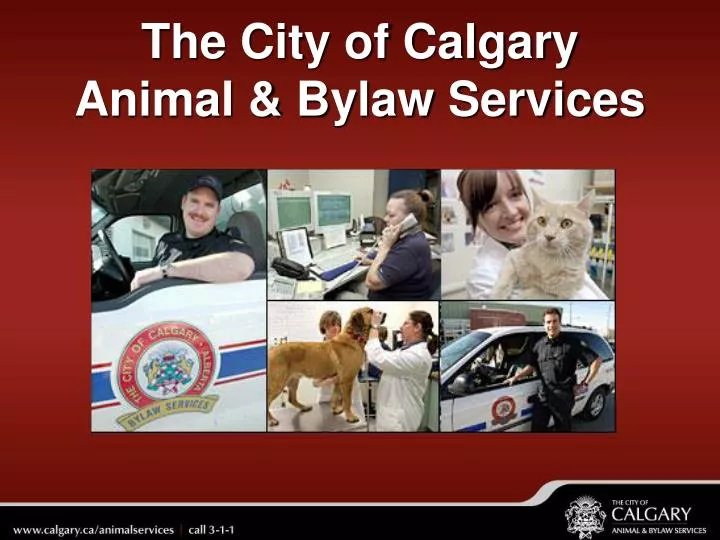 the city of calgary animal bylaw services