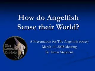 How do Angelfish Sense their World?