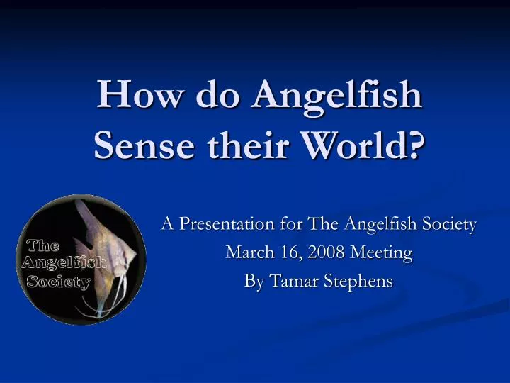 how do angelfish sense their world