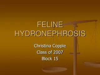 FELINE HYDRONEPHROSIS