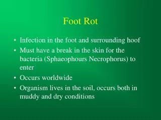Foot Rot