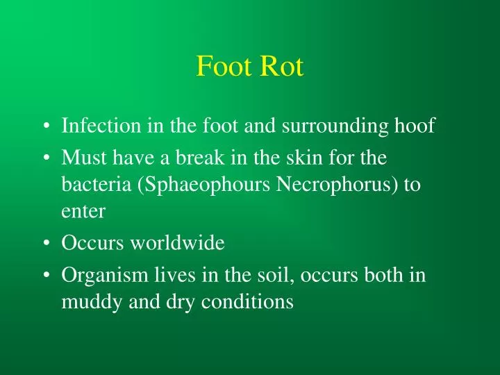 foot rot