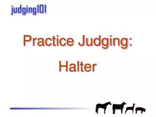 Practice Judging: Halter