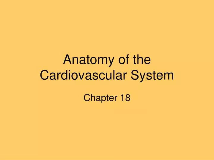anatomy of the cardiovascular system