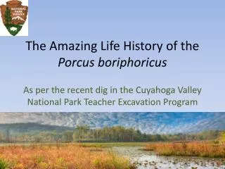 The Amazing Life History of the Porcus boriphoricus