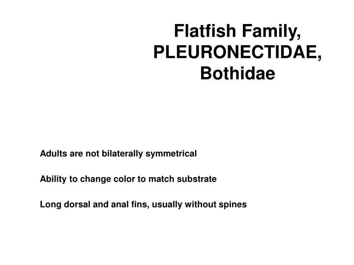 flatfish family pleuronectidae bothidae