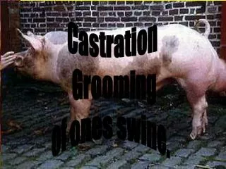 Castration and grooming of Swine.