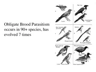 Obligate Brood Parasitism: occurs in 90+ species, has evolved 7 times