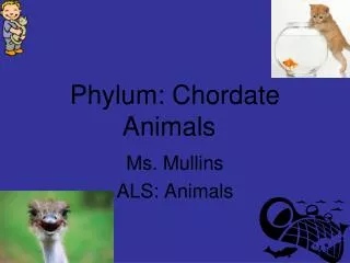 Phylum: Chordate Animals