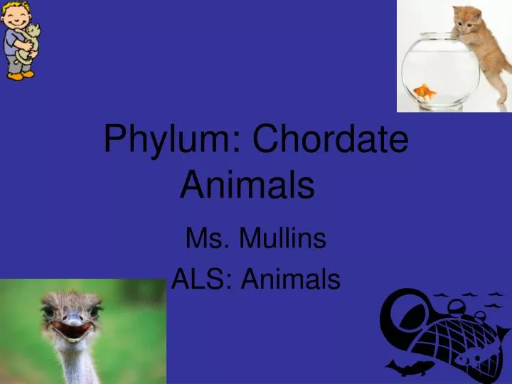 phylum chordate animals