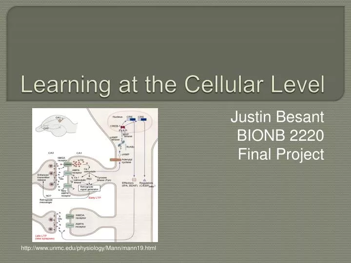 learning at the cellular level