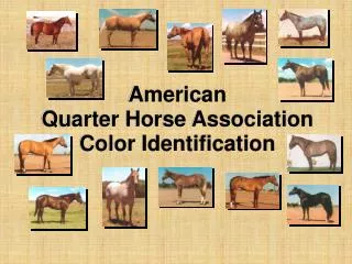 American Quarter Horse Association Color Identification