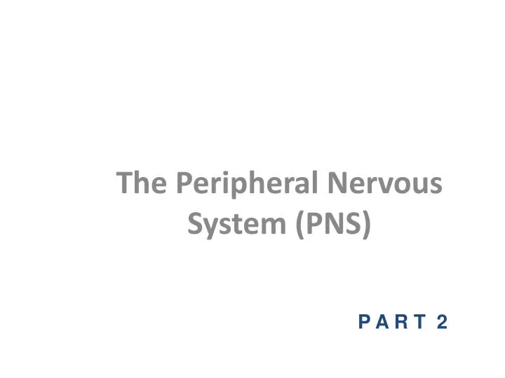 the peripheral nervous system pns