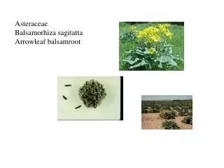 Asteraceae Balsamorhiza sagitatta Arrowleaf balsamroot