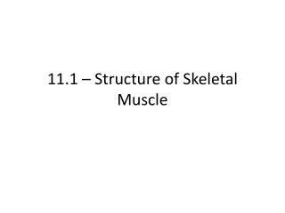 11.1 – Structure of Skeletal Muscle
