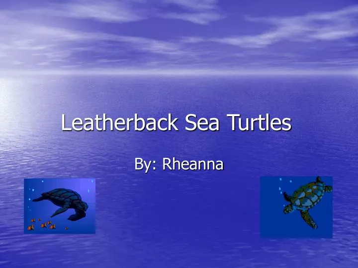 leatherback sea turtles