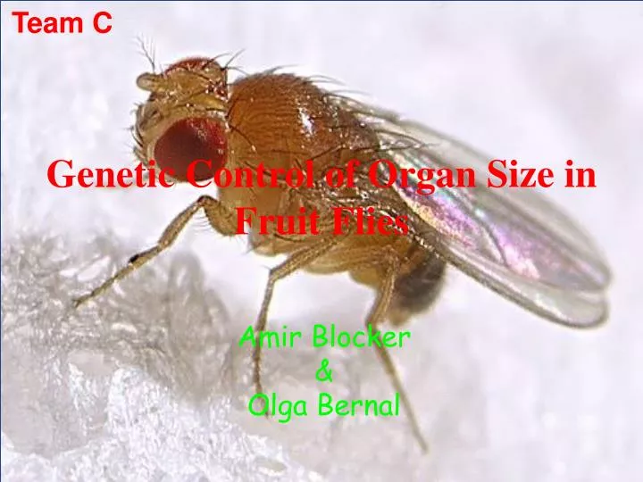 genetic control of organ size in fruit flies