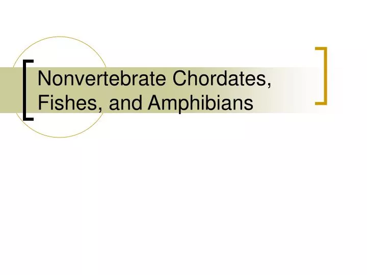 nonvertebrate chordates fishes and amphibians