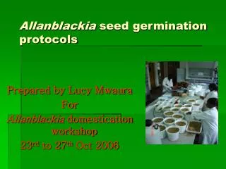 Allanblackia seed germination protocols
