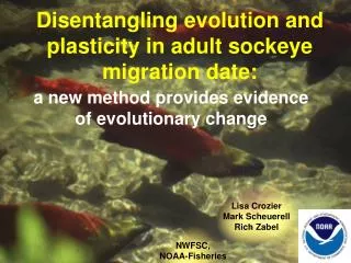 Disentangling evolution and plasticity in adult sockeye migration date: