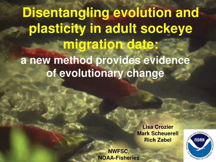 disentangling evolution and plasticity in adult sockeye migration date