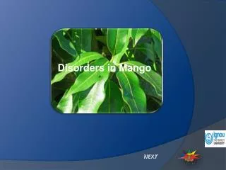 Disorders in Mango