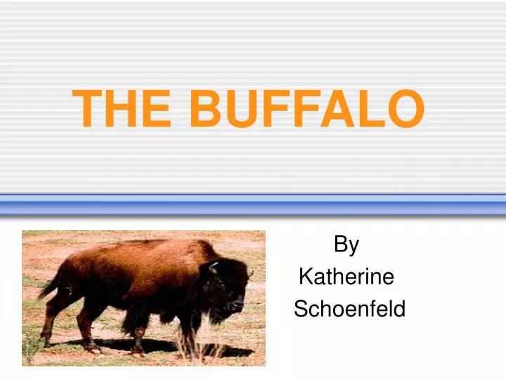 the buffalo