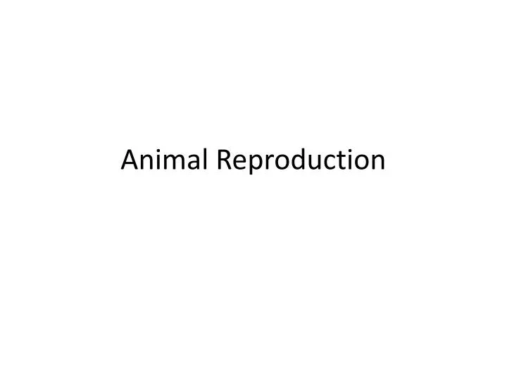 animal reproduction