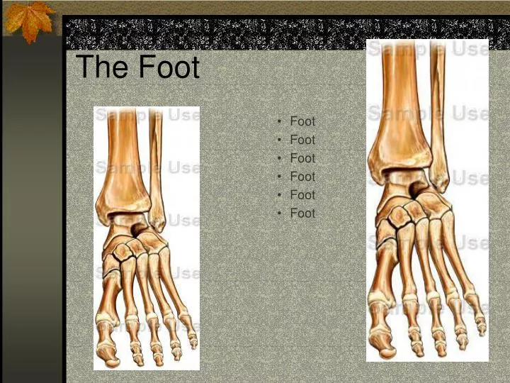 the foot