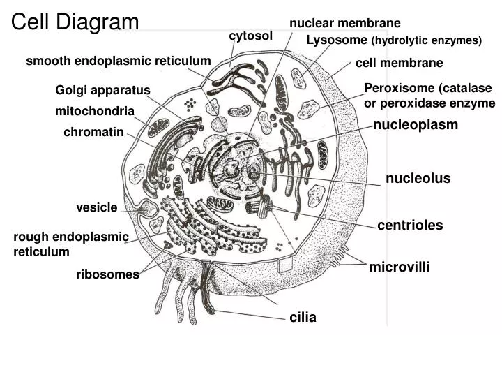 cell diagram