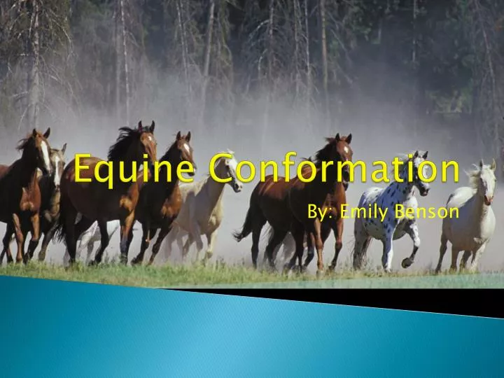 equine conformation