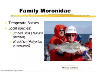 Family Moronidae