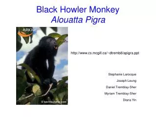Black Howler Monkey Alouatta Pigra