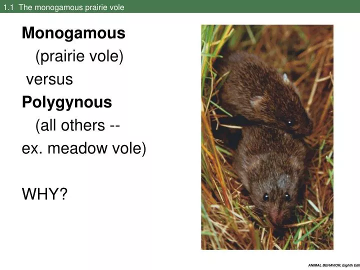 1 1 the monogamous prairie vole