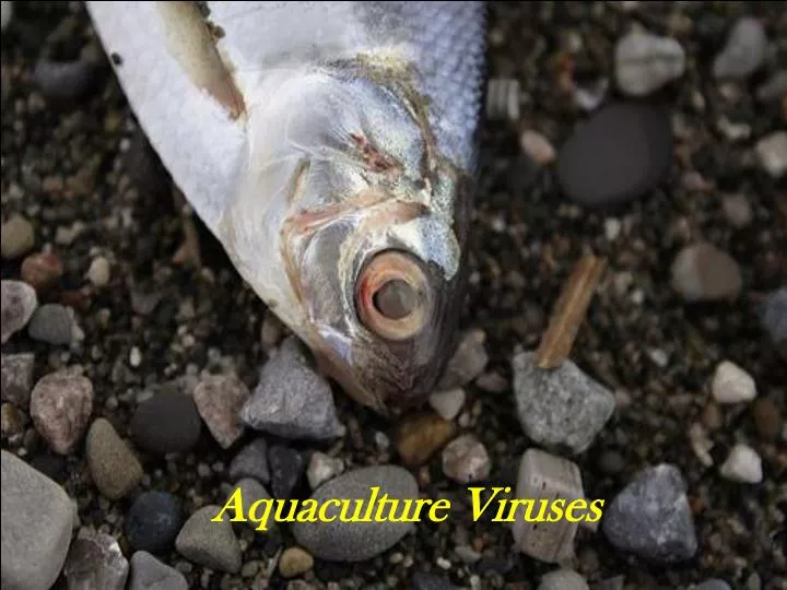 aquaculture viruses