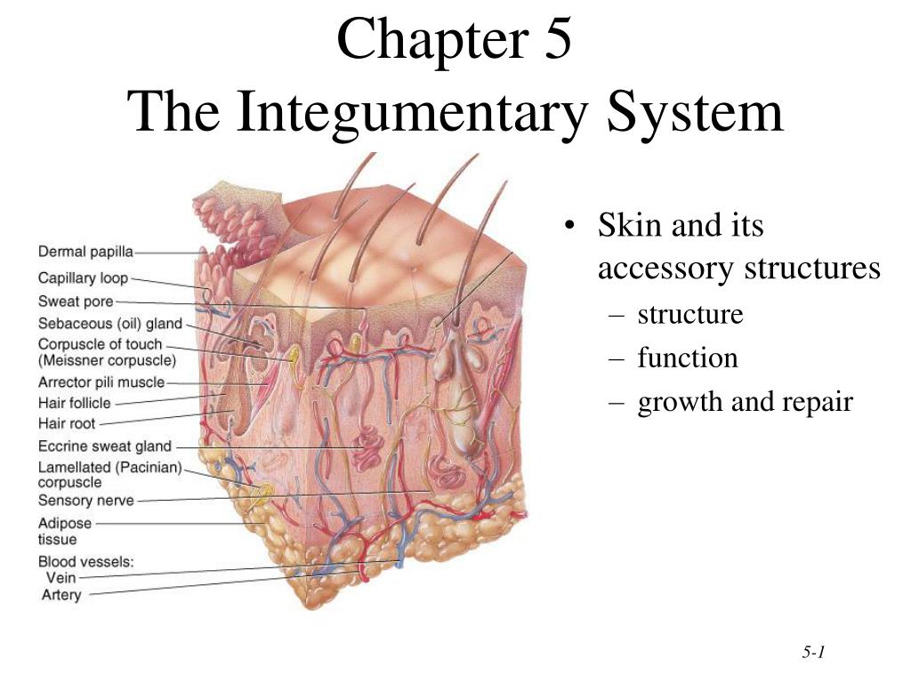 Chapter 5 Integumentary System PPT - Chapter 5 The Integumentary System PowerPoint Presentation, free ...