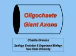 Oligochaete Giant Axons