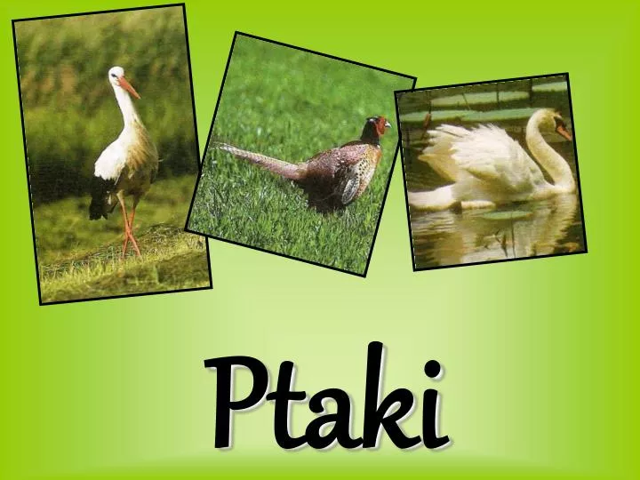 ptaki