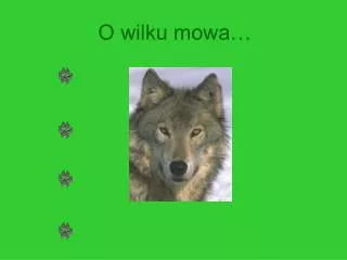 o wilku mowa