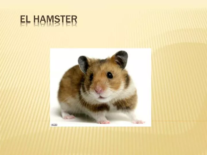 el hamster