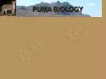 PUMA BIOLOGY - slide 1
