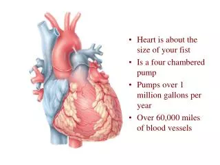 Heart is about the size of your fist Is a four chambered pump Pumps over 1 million gallons per year Over 60,000 miles o