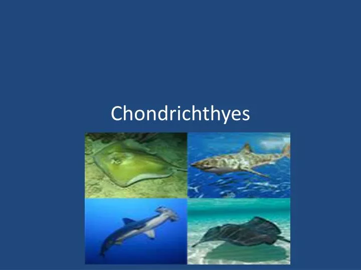 class chondrichthyes carcharodon