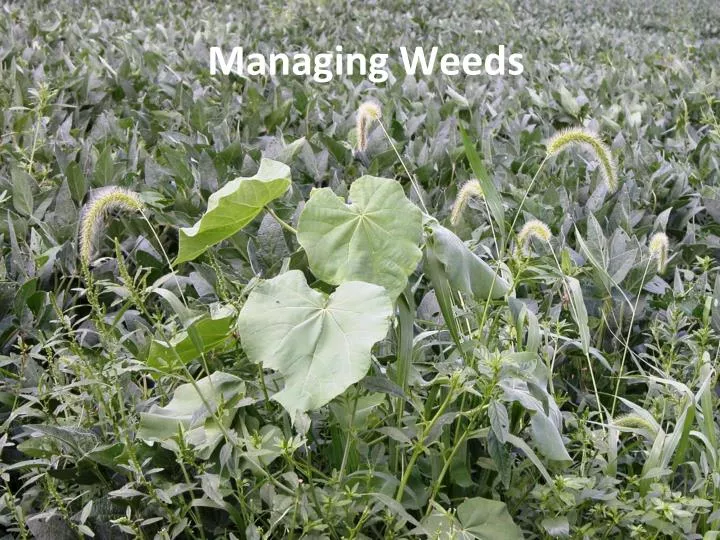 managing weeds
