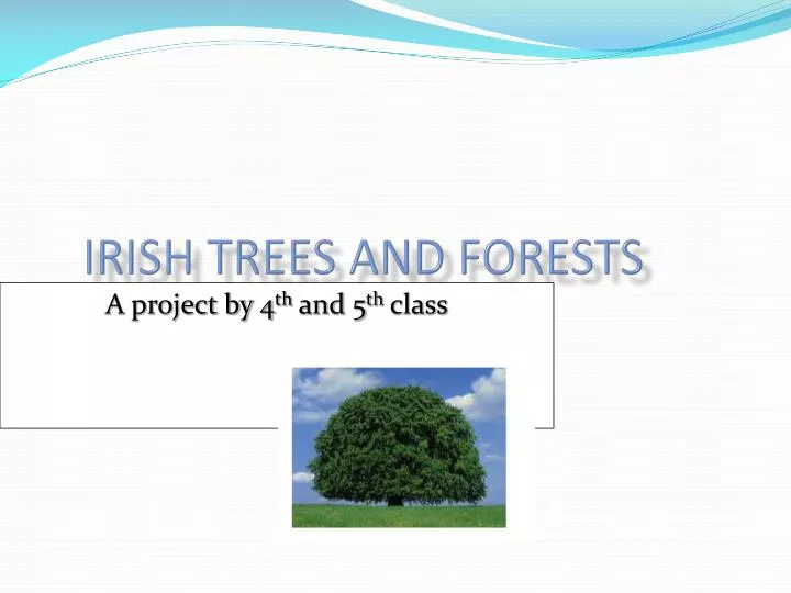 irish trees and forests