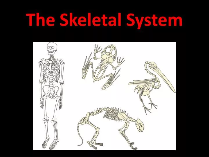 the skeletal system