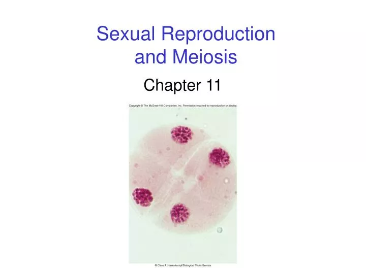 sexual reproduction and meiosis