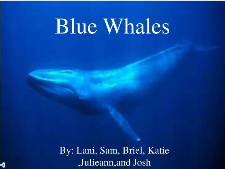 blue whales